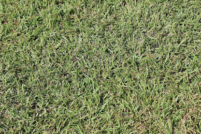 Centipede Grass Seed for a Dense Green Lawn, NO Mulch, 1 lb Coated Seeds, Sun and Moderate Shade