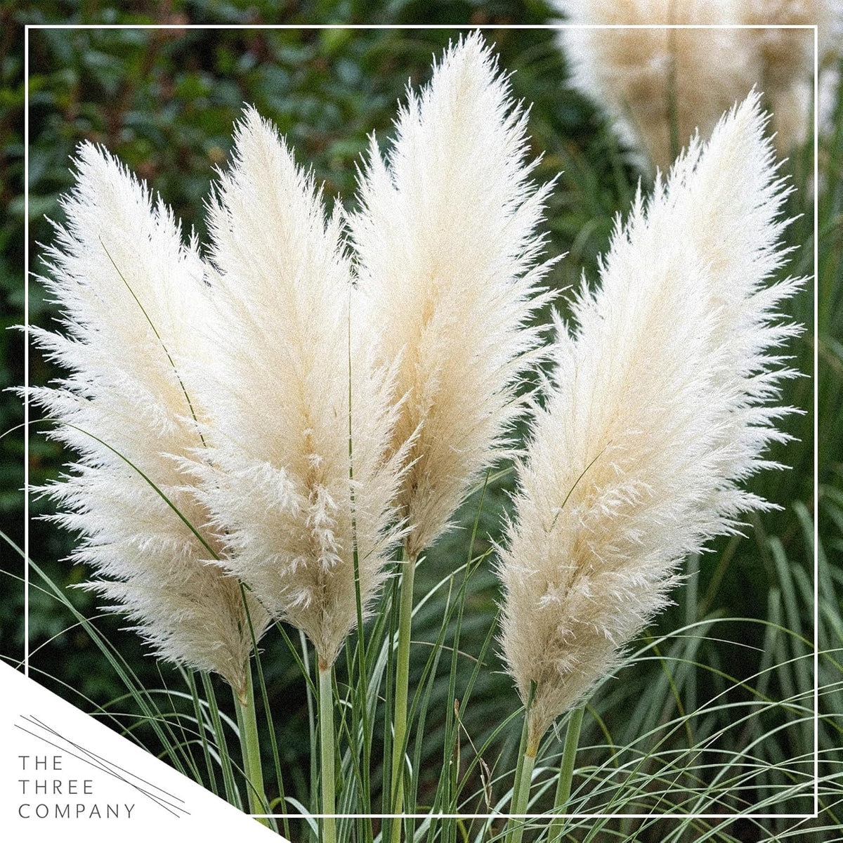 Ornamental Assorted Pink and White Grass (2 Plants Per Pack) - Live Decorative Plant - 12" Tall by