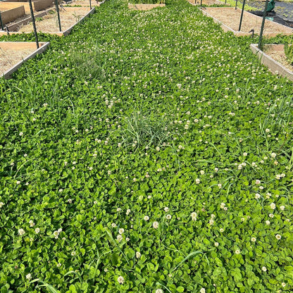 Micro Clover Seed for Lawn - 25 Lb Bulk - ~10 Million Microclover Seeds for Planting