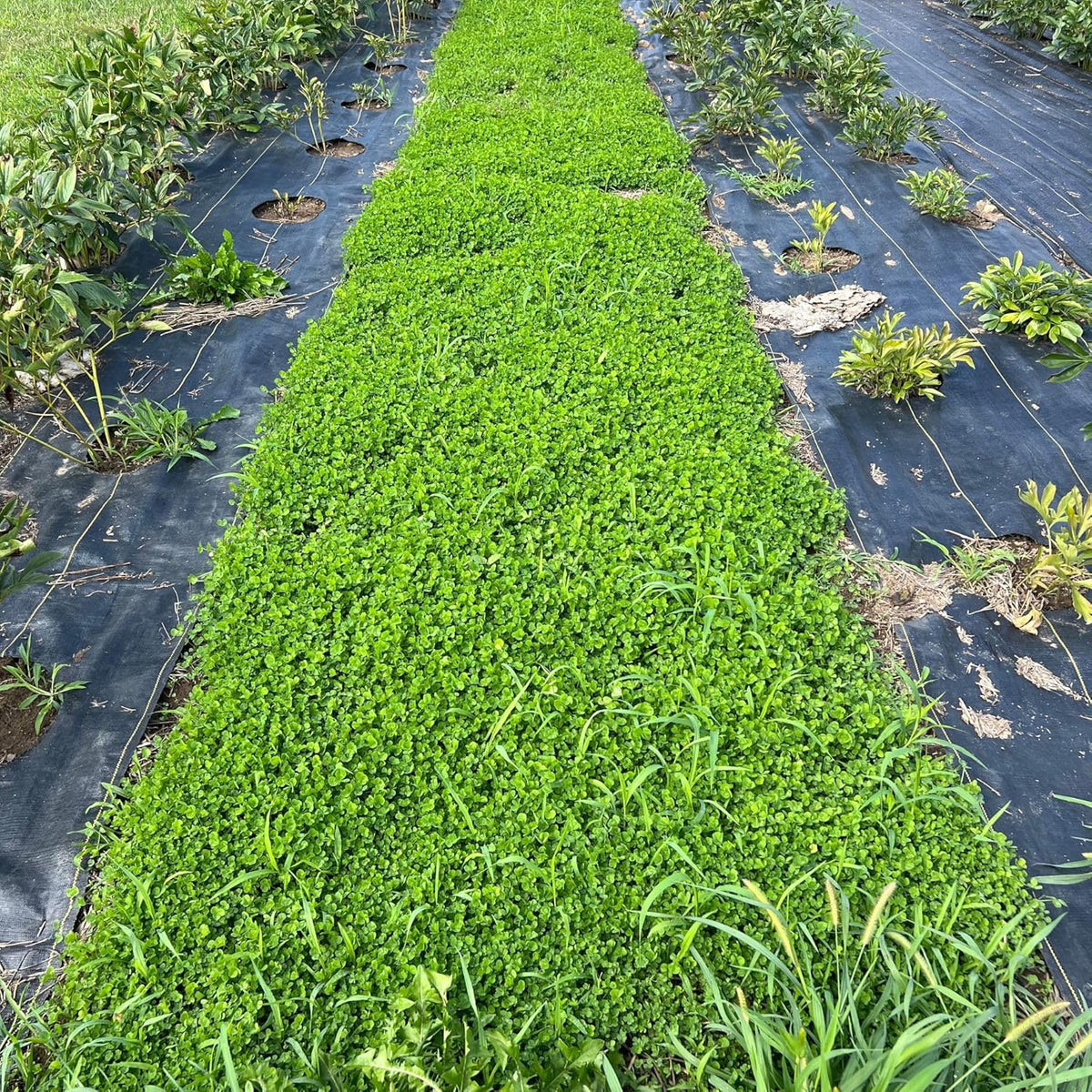 Micro Clover Seed for Lawn - 4 Oz - ~100,000 Microclover Seeds for Planting - Drought-Tolerant Mini