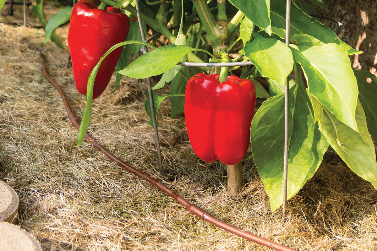Rain Bird GARDENKIT Drip Irrigation Kit