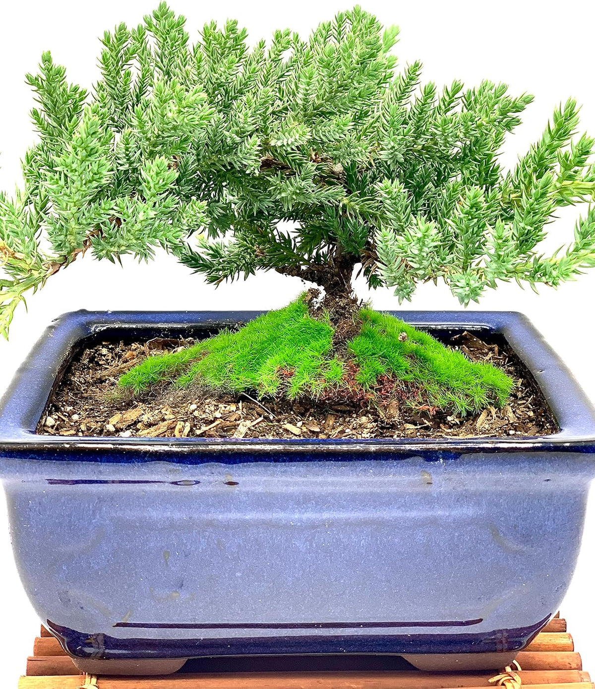 Live Dwarf Juniper Bonsai Tree 7 Year Old with Hand-Made Bamboo Stand | Juniper or Jade Bonsai Tree