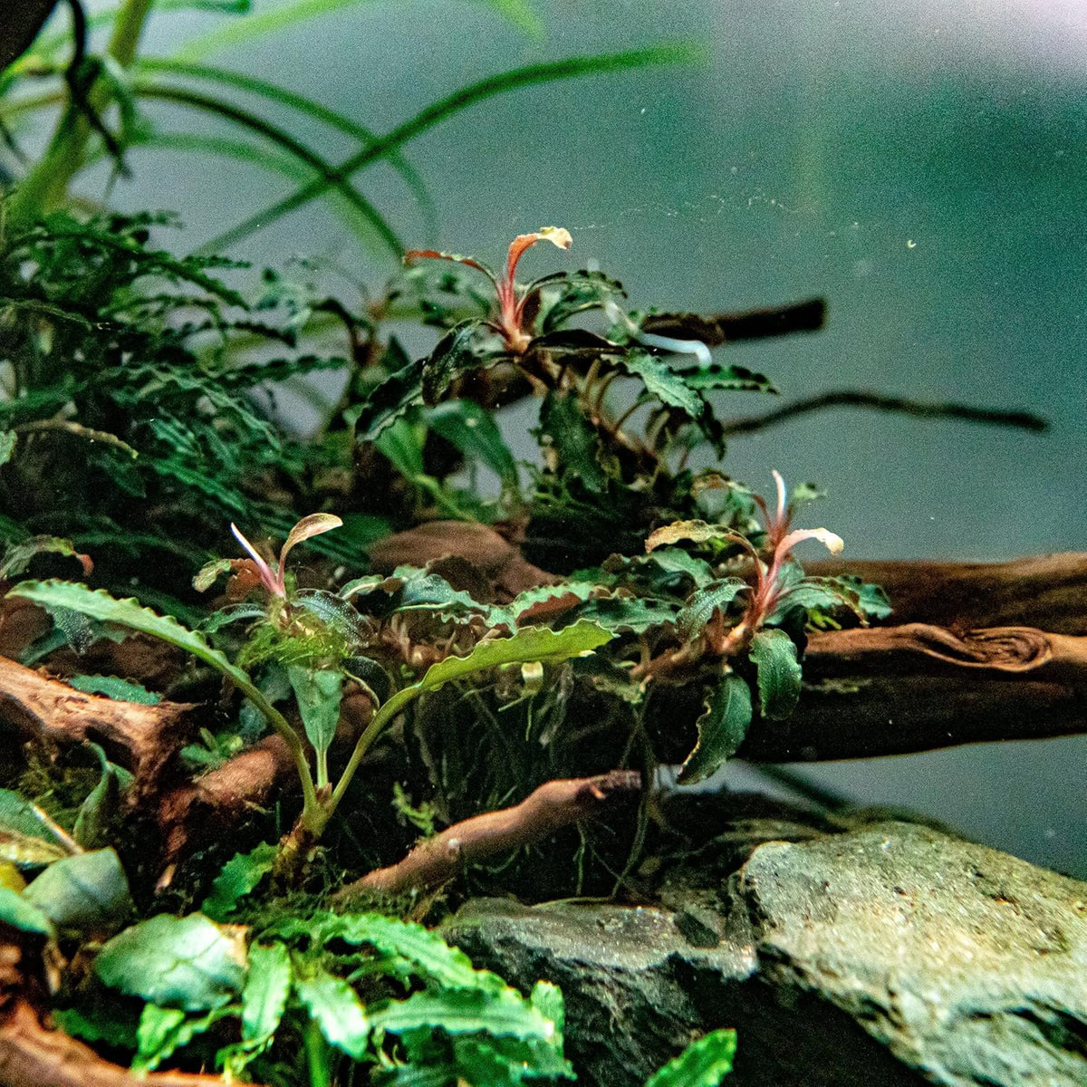 SubstrateSource Bucephalandra Godzilla Potted Live Aquarium Plant - Natural Freshwater Fish Tank