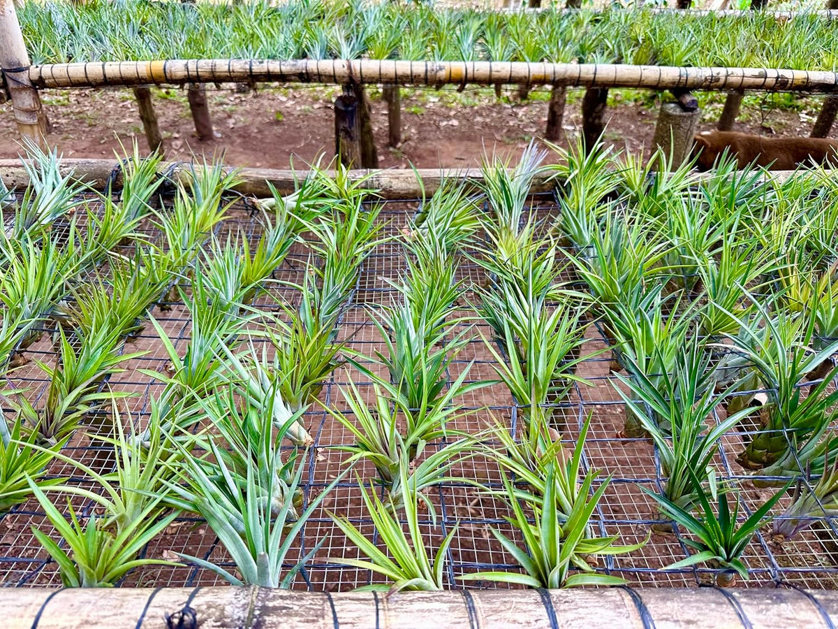 ragnaroc Air Plants - Tillandsia Fasciculata Tricolor, Large 4-6" - 3ct - Live Arrival Guaranteed