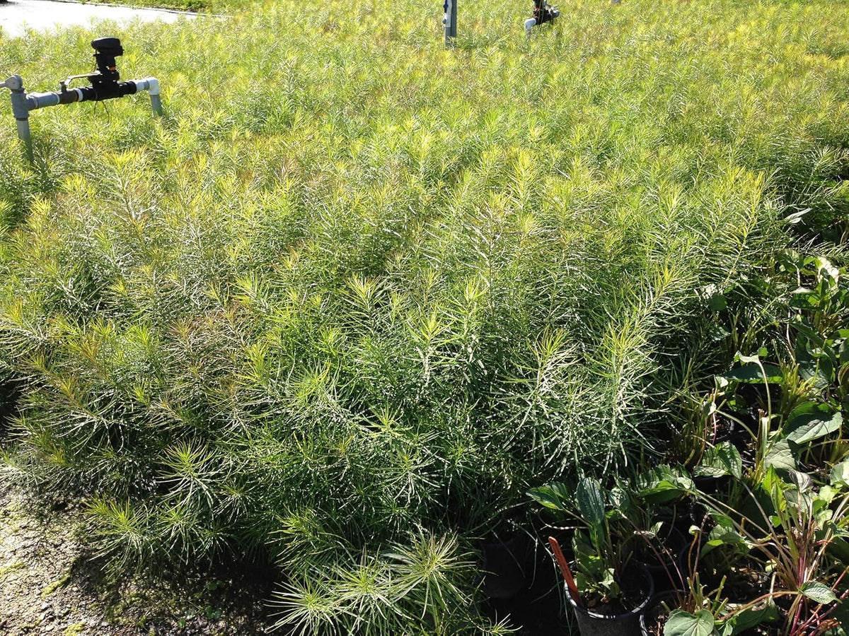 Perennial Farm Amsonia Hubrichtii – LLive Threadleaf Bluestar Perennial Plant, Size #1 Container