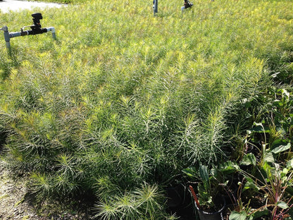 Perennial Farm Amsonia Hubrichtii – LLive Threadleaf Bluestar Perennial Plant, Size #1 Container