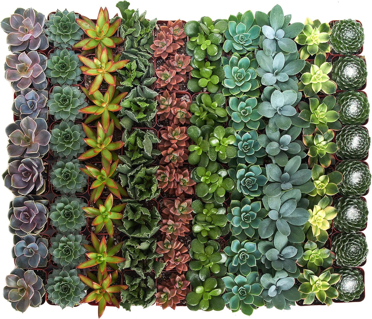 Shop Succulents Assorted Succulent Plant Pack Bulk Collection - Live Mini Succulent Plants, Low