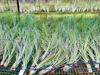 ragnaroc Air Plants - Tillandsia Juncea, Jumbo 8-12" - 3ct - Live Arrival Guaranteed - House Plants