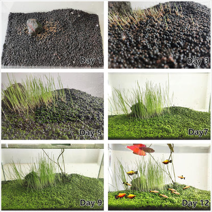 4 Bags Aquarium Plant S.e.e.ds, not Artificial Plastic Plant, Fish Tank Live Grass for All