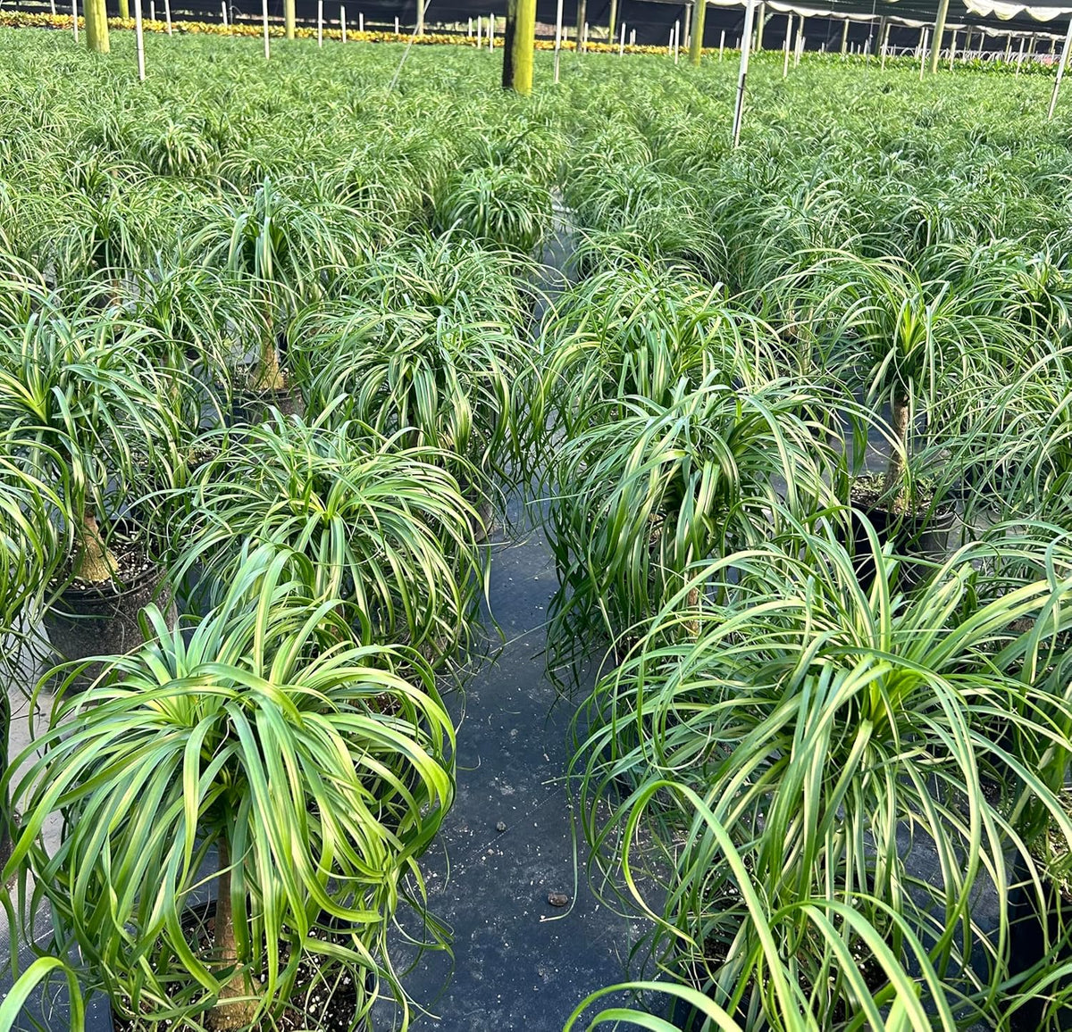 Ponytail Palm Elephant's Foot Live Plant for Indoor, Outdoor Use, 10-inch Grower Pot