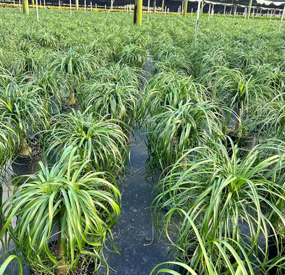 Ponytail Palm Elephant's Foot Live Plant for Indoor, Outdoor Use, 10-inch Grower Pot