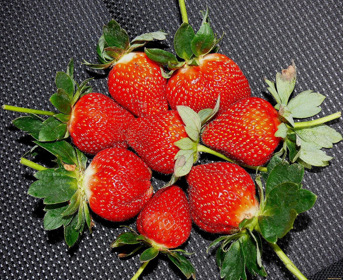 Seeds Giant Strawberry Fresca Everbearing Berries Indoor Non GMO Fruits for Planting
