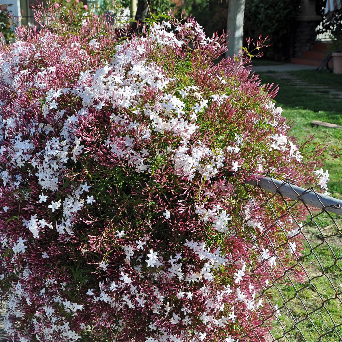 Pink Jasmine Vine - Jasminum Polyanthum - Fragrant & Blooming, Perfect for Indoor/Outdoor Decor (4