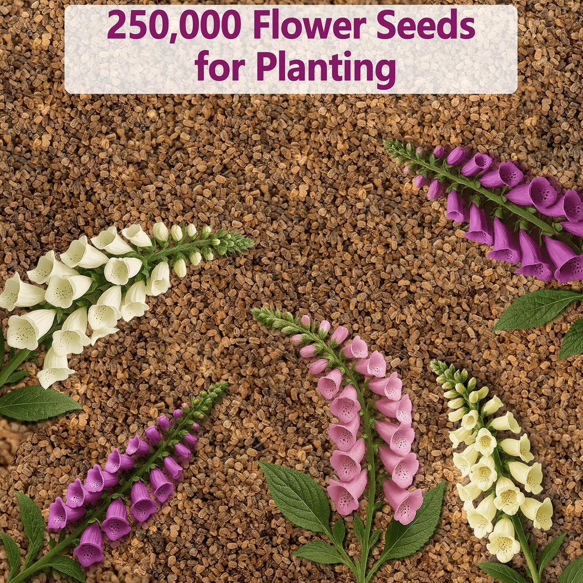 Foxglove Seeds 250,000+ Bulk Pack - Tall Spire Blooms, Mixed Colors for Garden Borders, Easy