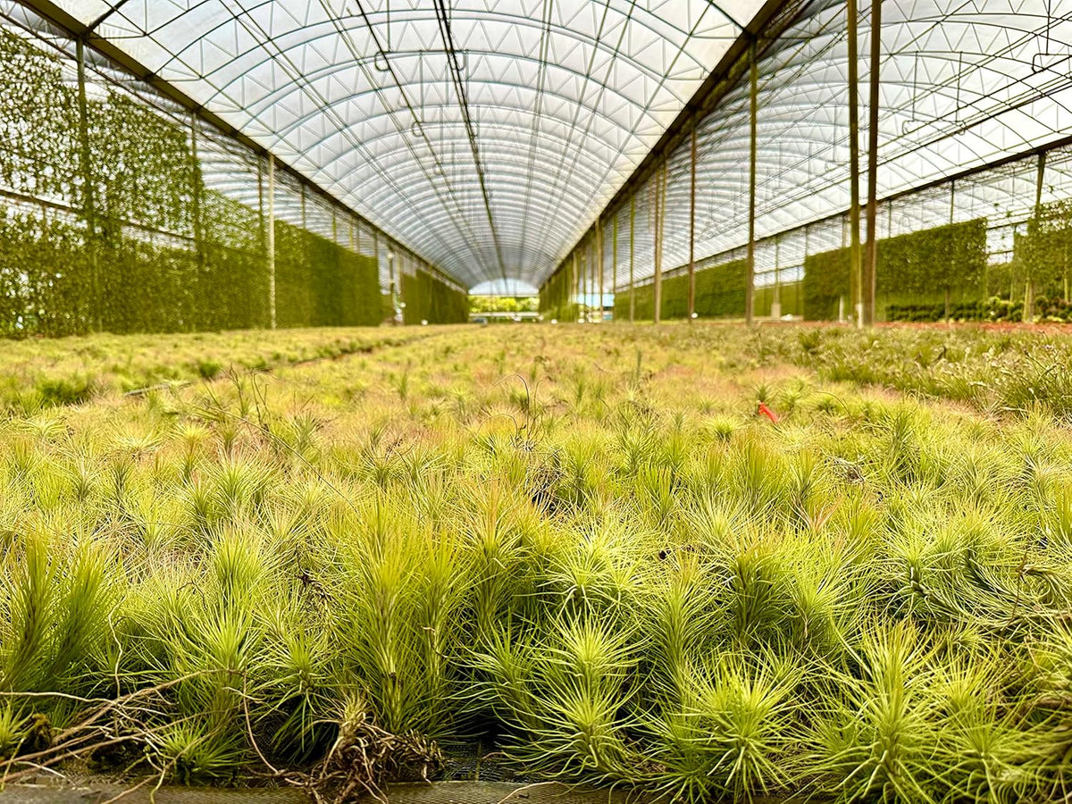 ragnaroc Air Plants - Tillandsia Funckiana, Large 5" - 3ct - Live Arrival Guaranteed - House Plants