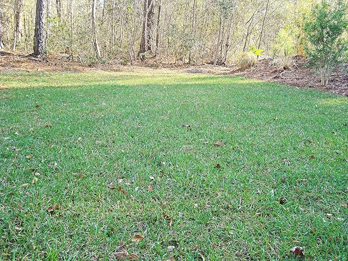 Lawnifi Santee Centipede Grass Seeds for Lawn, 2 lbs Covers 4,000 Sq Ft