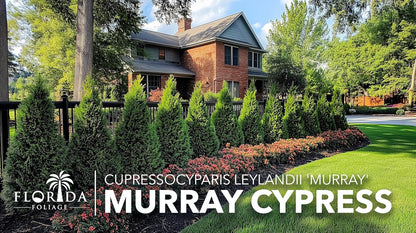 Murray Cypress | 40 Live Plants | Cupressocyparis leylandii 'Murray' | Fast Growing Privacy Trees |