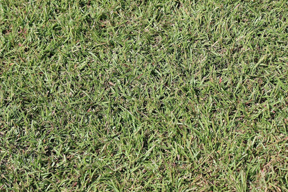 Centipede Grass Seed 5 Pound