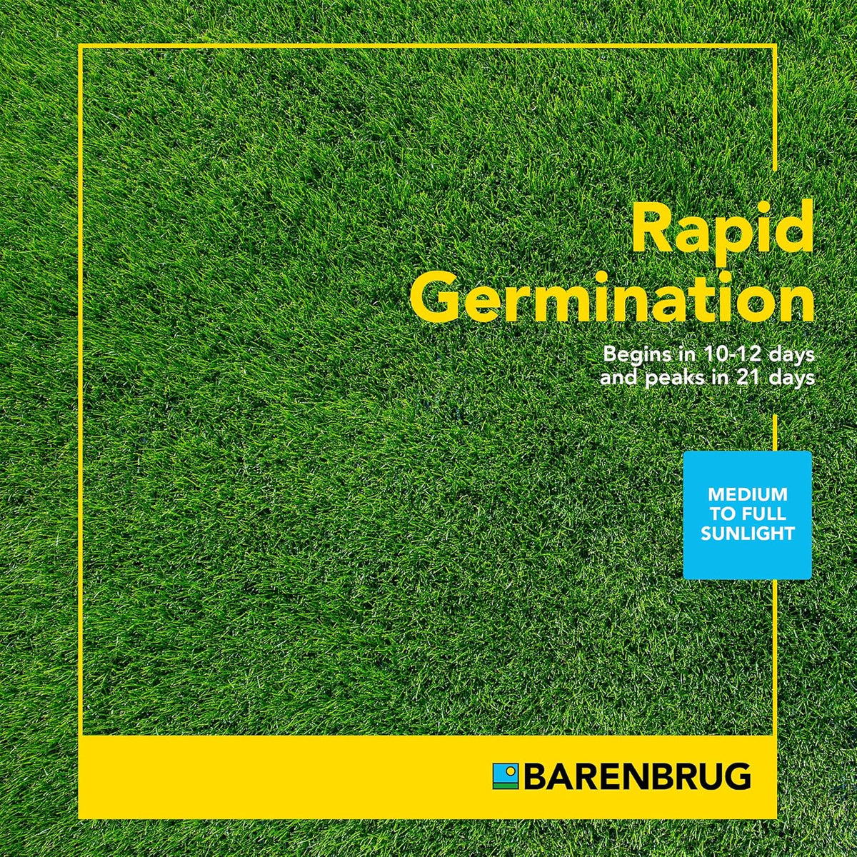 Barenbrug Turf Blue Pro Kentucky Bluegrass Lawn Seed with Yellow Jacket Seed Coating, All-Season