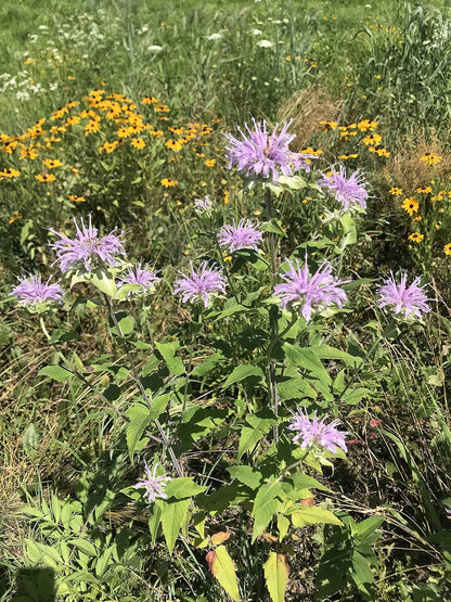 Hale Habitat & Seed Native Grass & Wildflower Refuge, Wildlife & Pollinator Seed Mix, 1/4 Acre