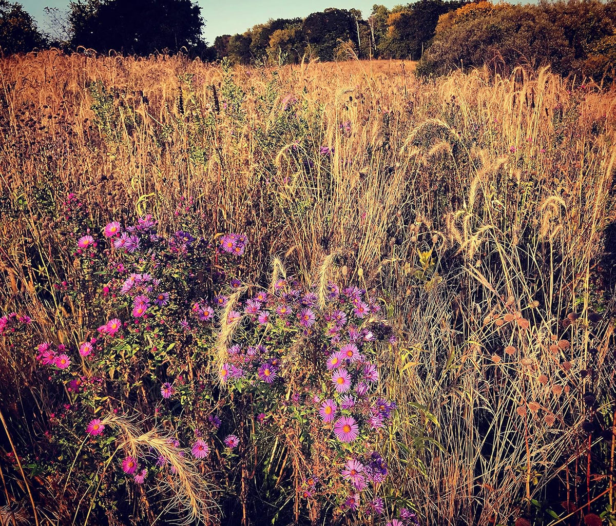 Hale Habitat & Seed Native Grass & Wildflower Refuge, Wildlife & Pollinator Seed Mix, 1/4 Acre