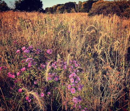 Hale Habitat & Seed Native Grass & Wildflower Refuge, Wildlife & Pollinator Seed Mix, 1/4 Acre
